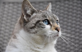Голубоглазая европейская кошка