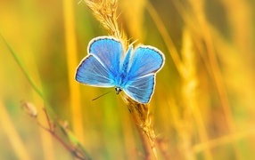 Маленькая голубая бабочка сидит на траве