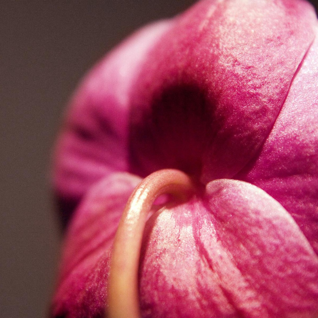 Орхидея Christines, Цветы