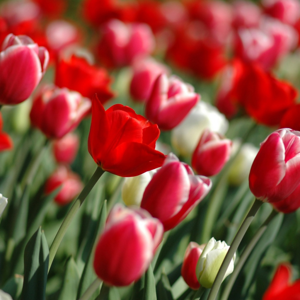 Весна тюльпанов, Цветы