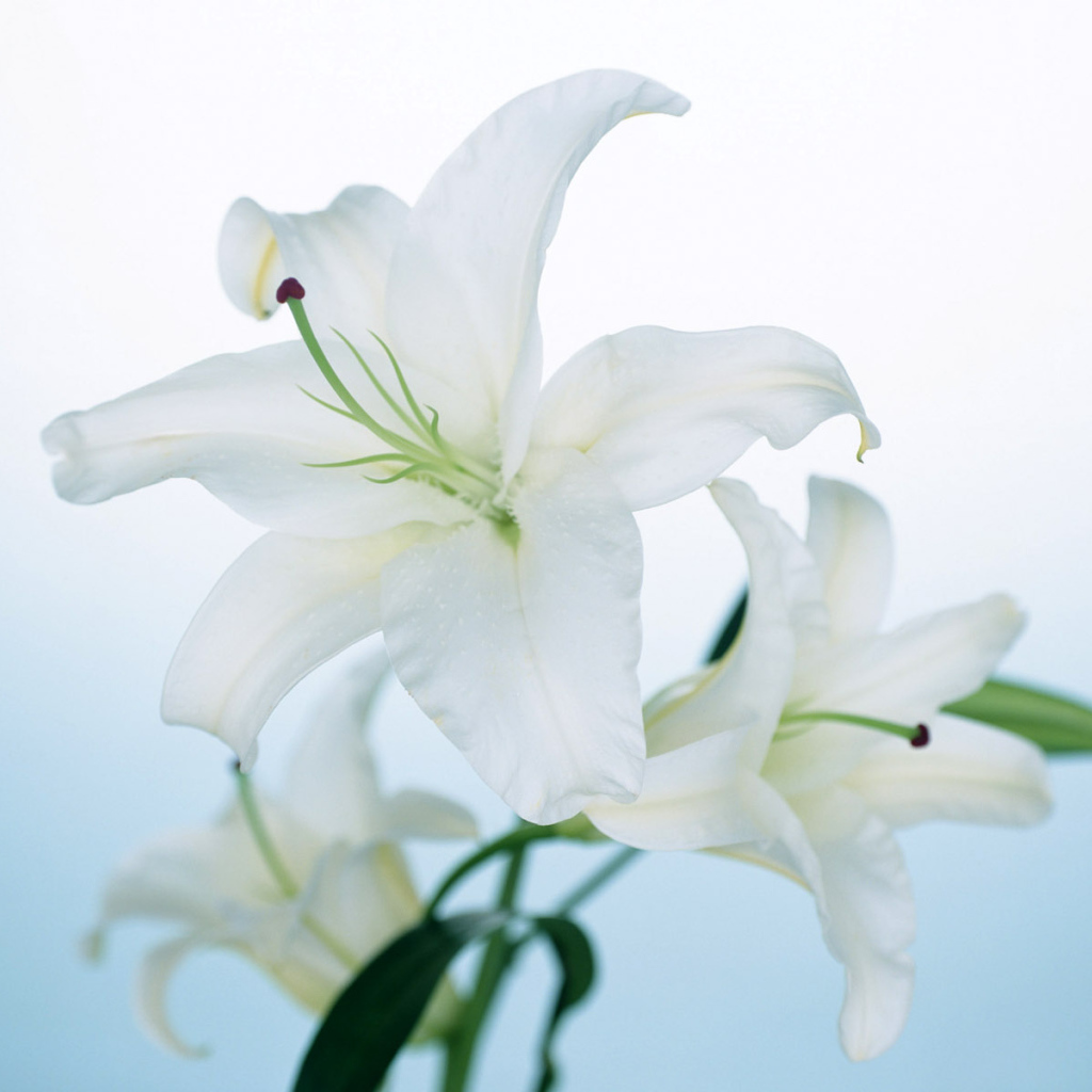 Белая лилия, Цветы