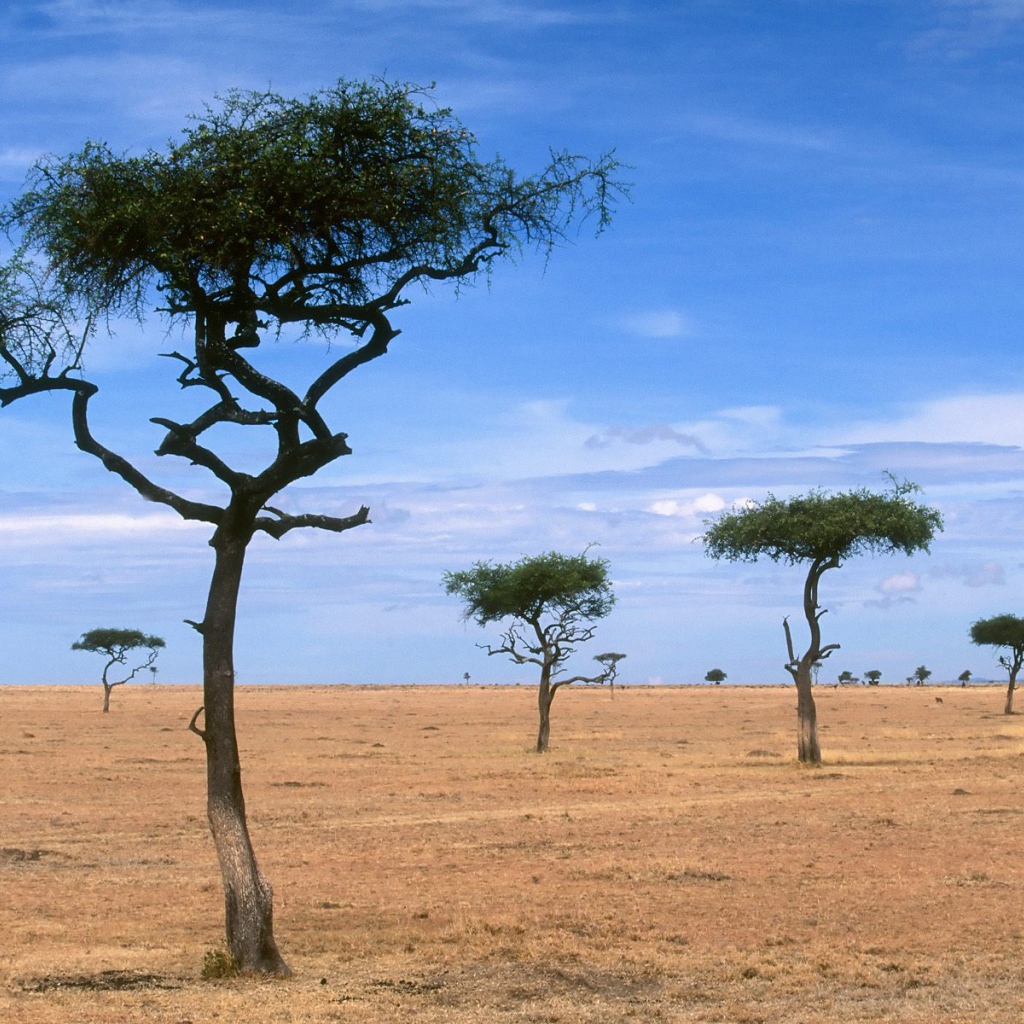 List 101+ Pictures What Eats Acacia Trees In The Savanna Stunning