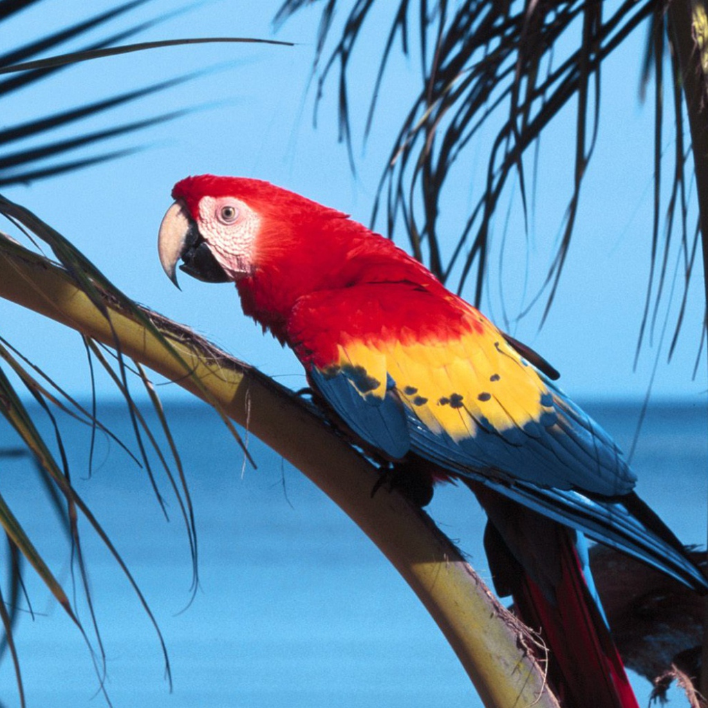 Попугай Scarlet Macaw