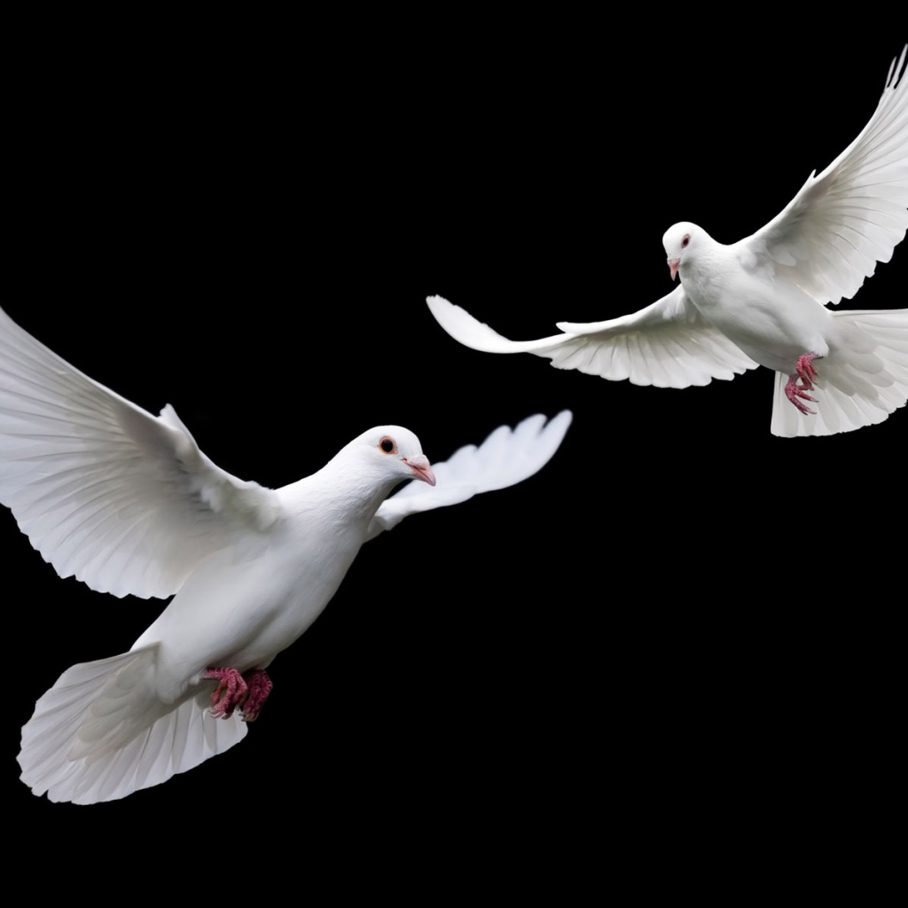 Белые голубки