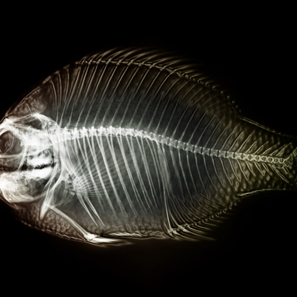 X-ray fish