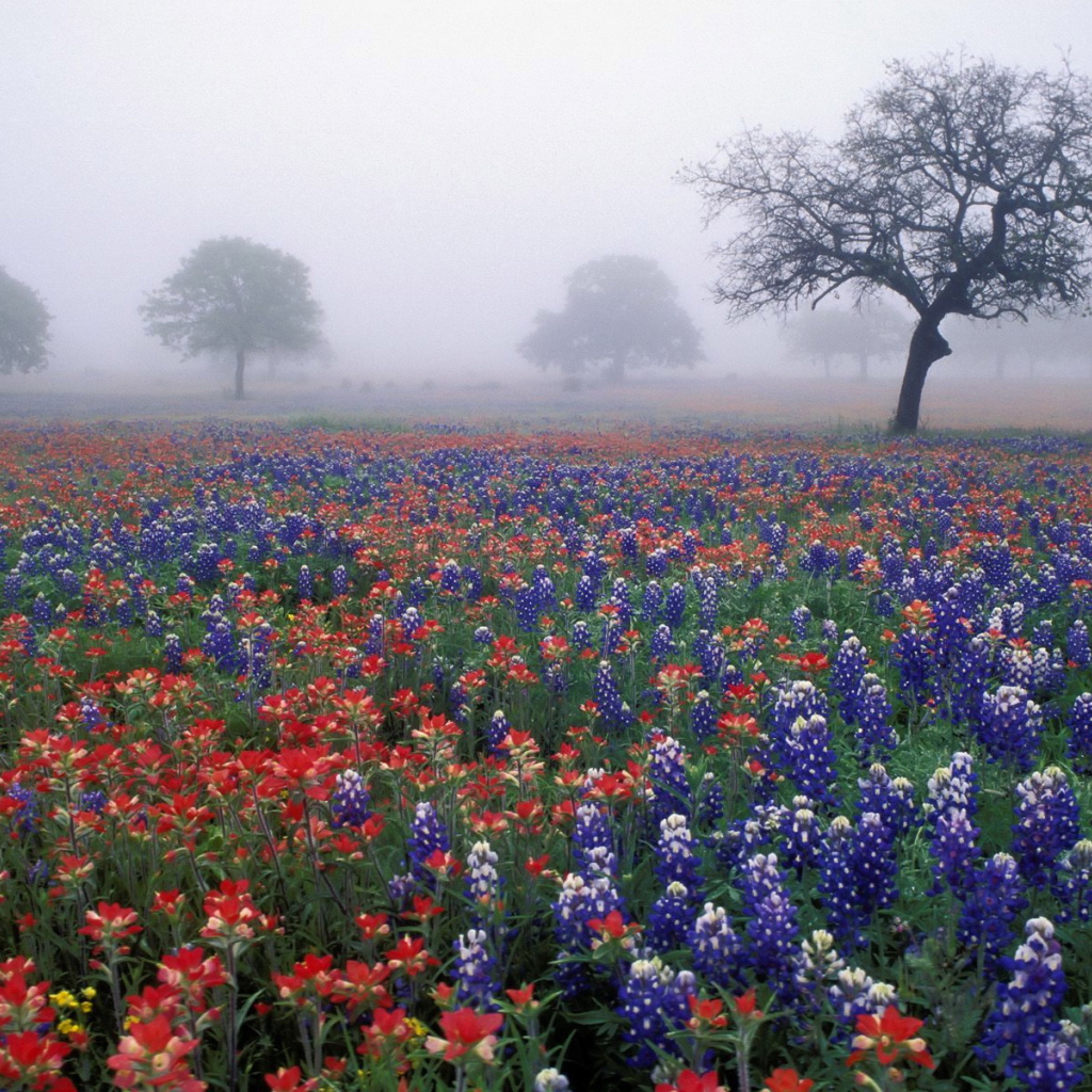 Полевые цветы в тумане