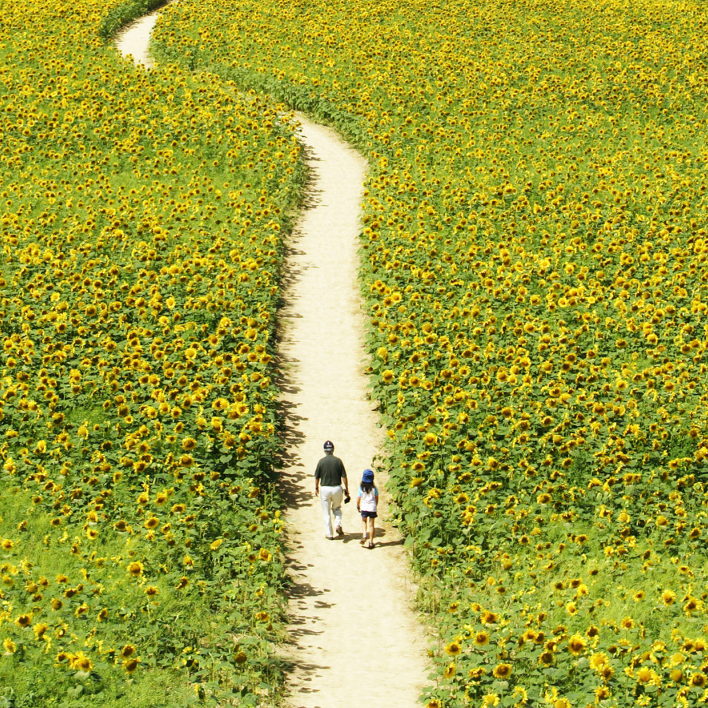 Walking through a field of sunflowers