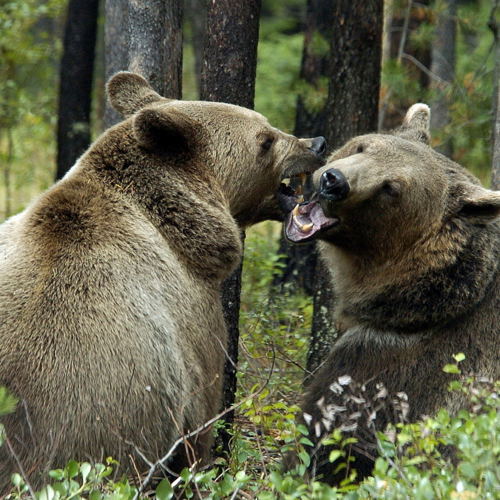 Медведи гризли