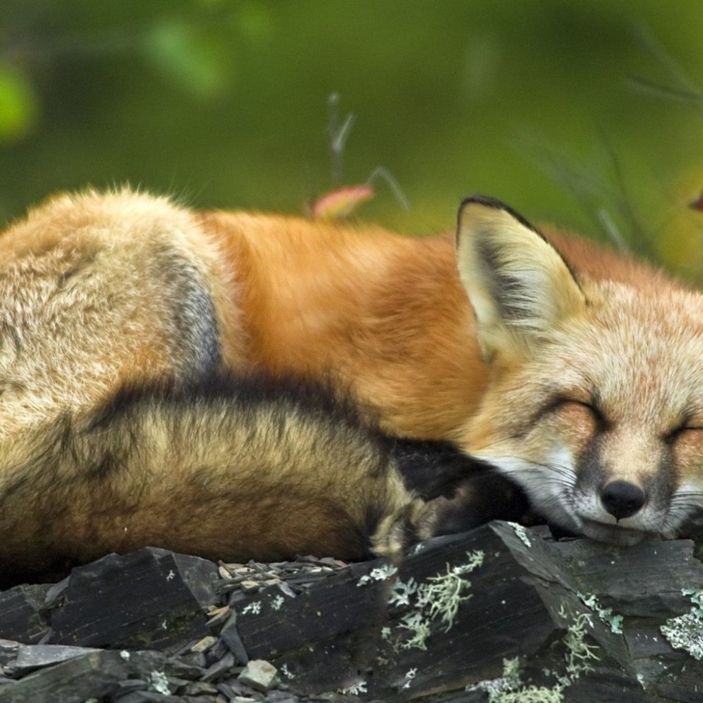 Спящий лис