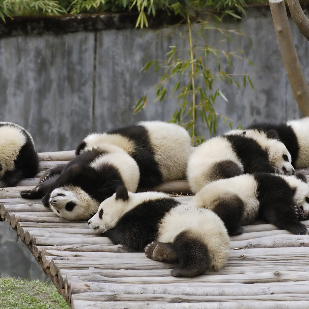 Спящие панды
