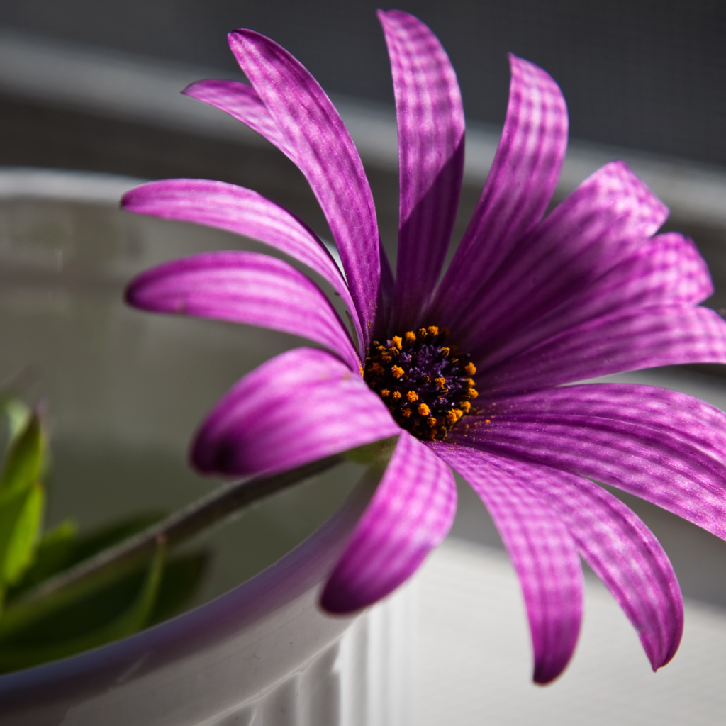 Пурпурный цветок