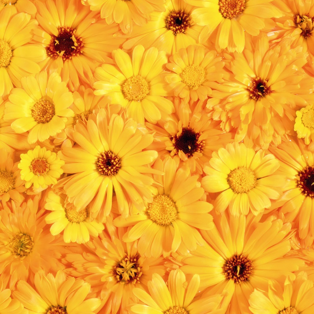 Красивые желтые цветы