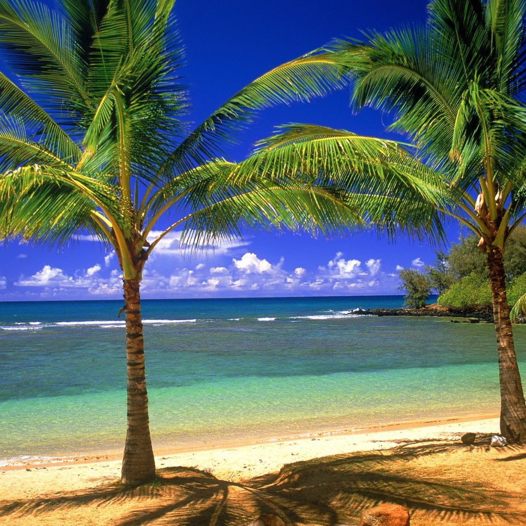 Пальмы, остров, пляж