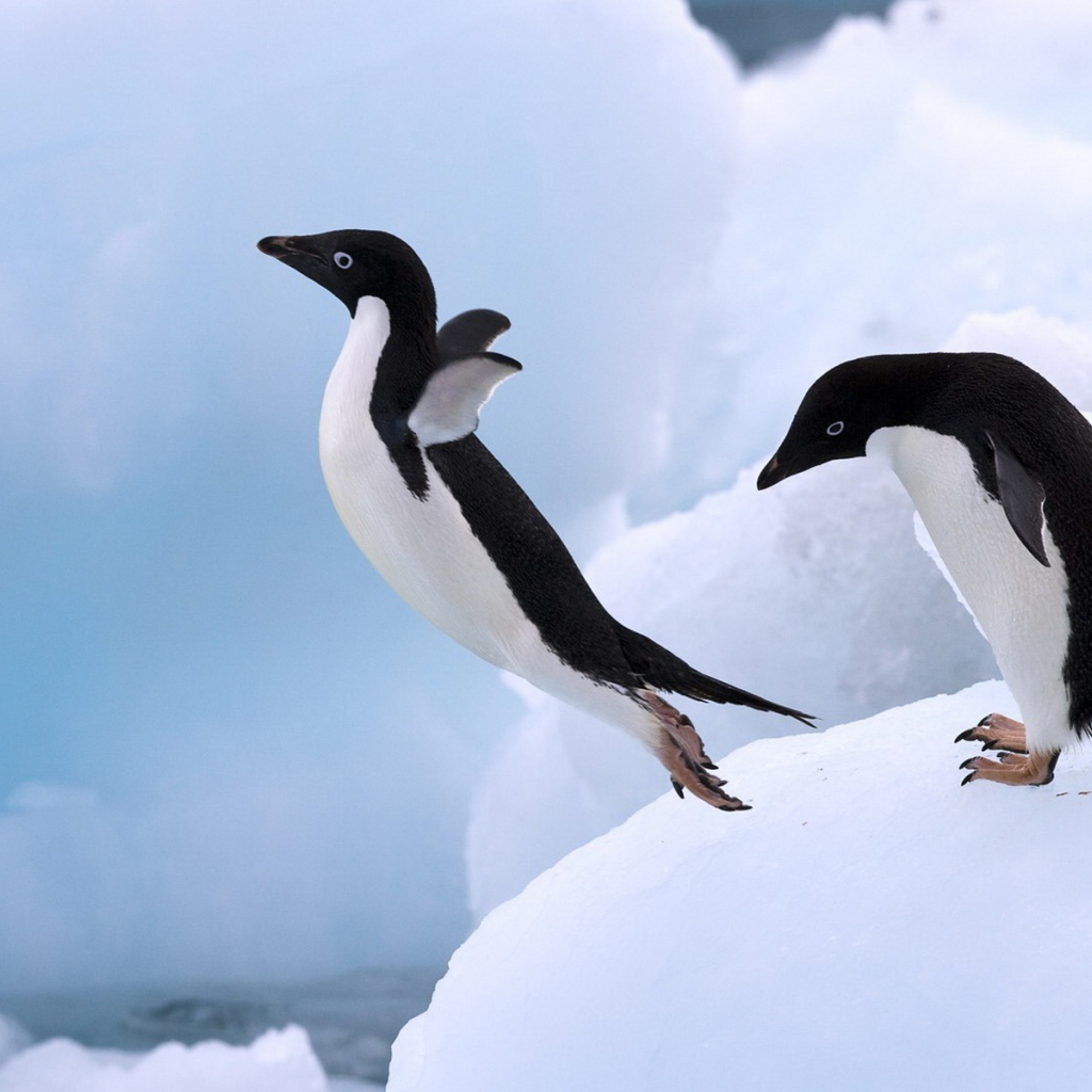 Пингвин в прыжке
