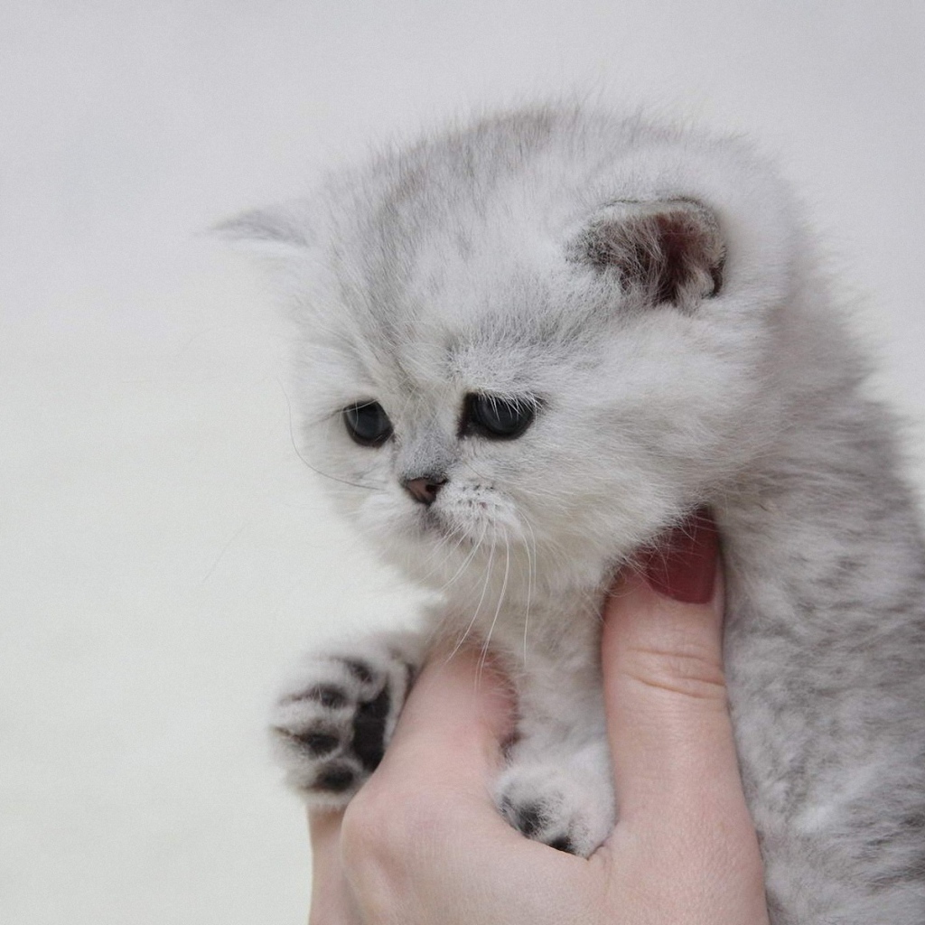 Котенок в руке