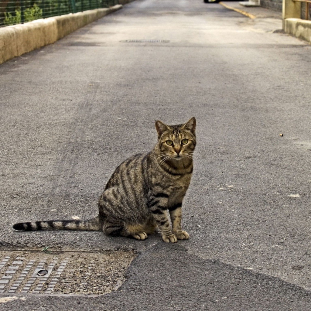 Полосатый кот на дороге