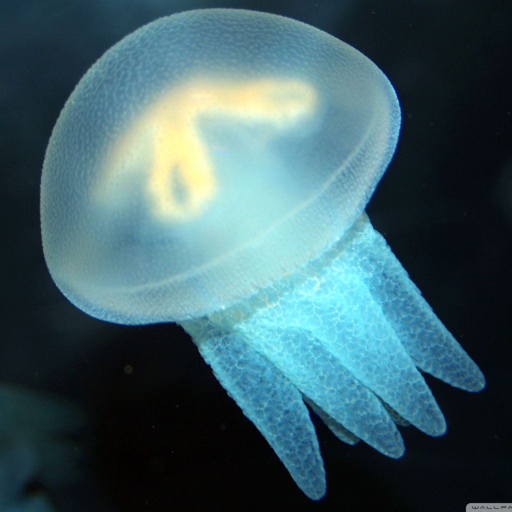 Голубая медуза