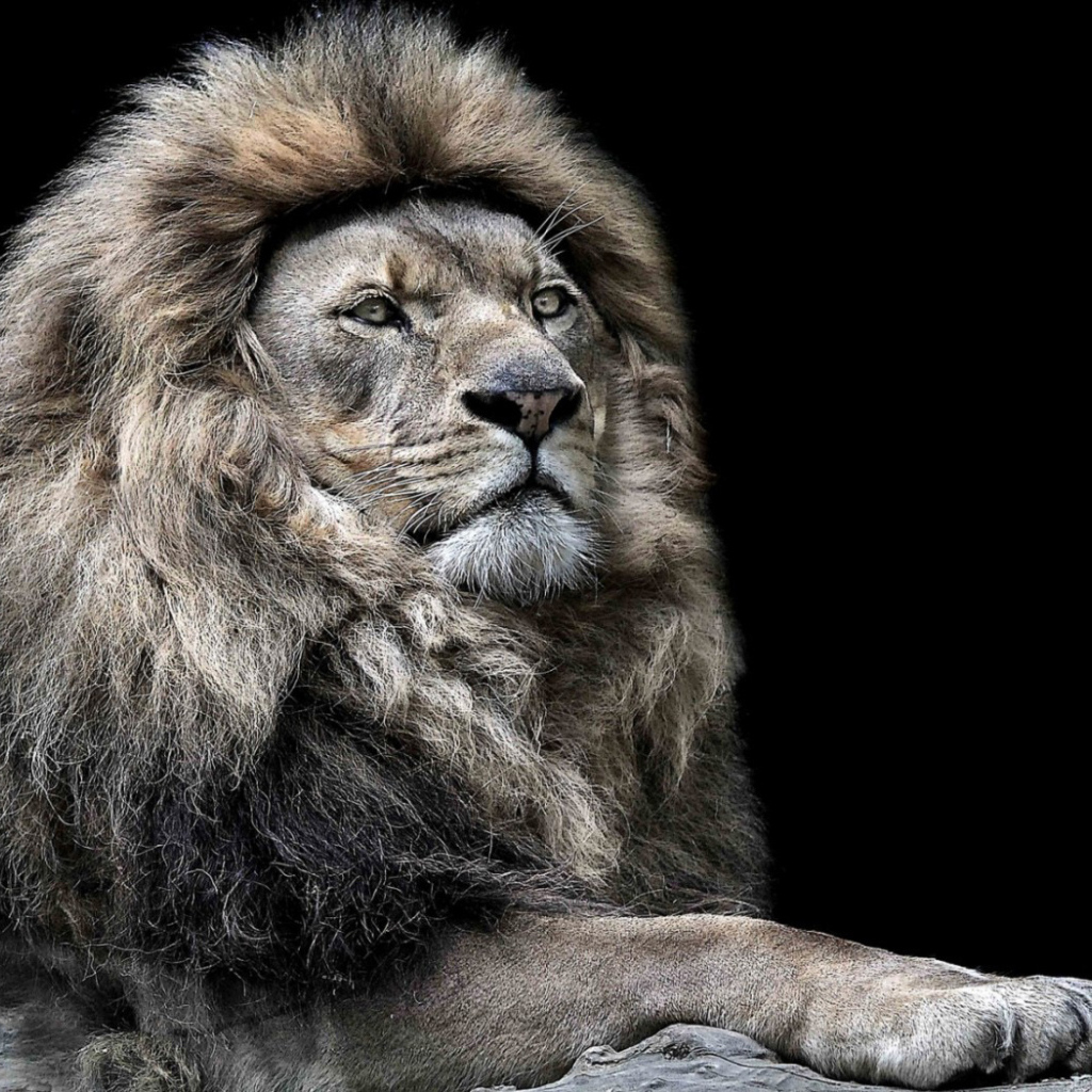 Лев - царь зверей