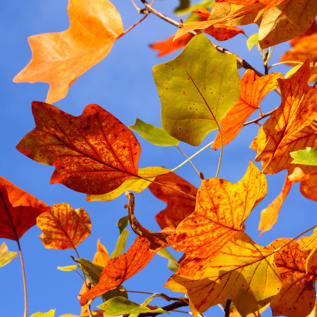 Разноцветные осенние листья