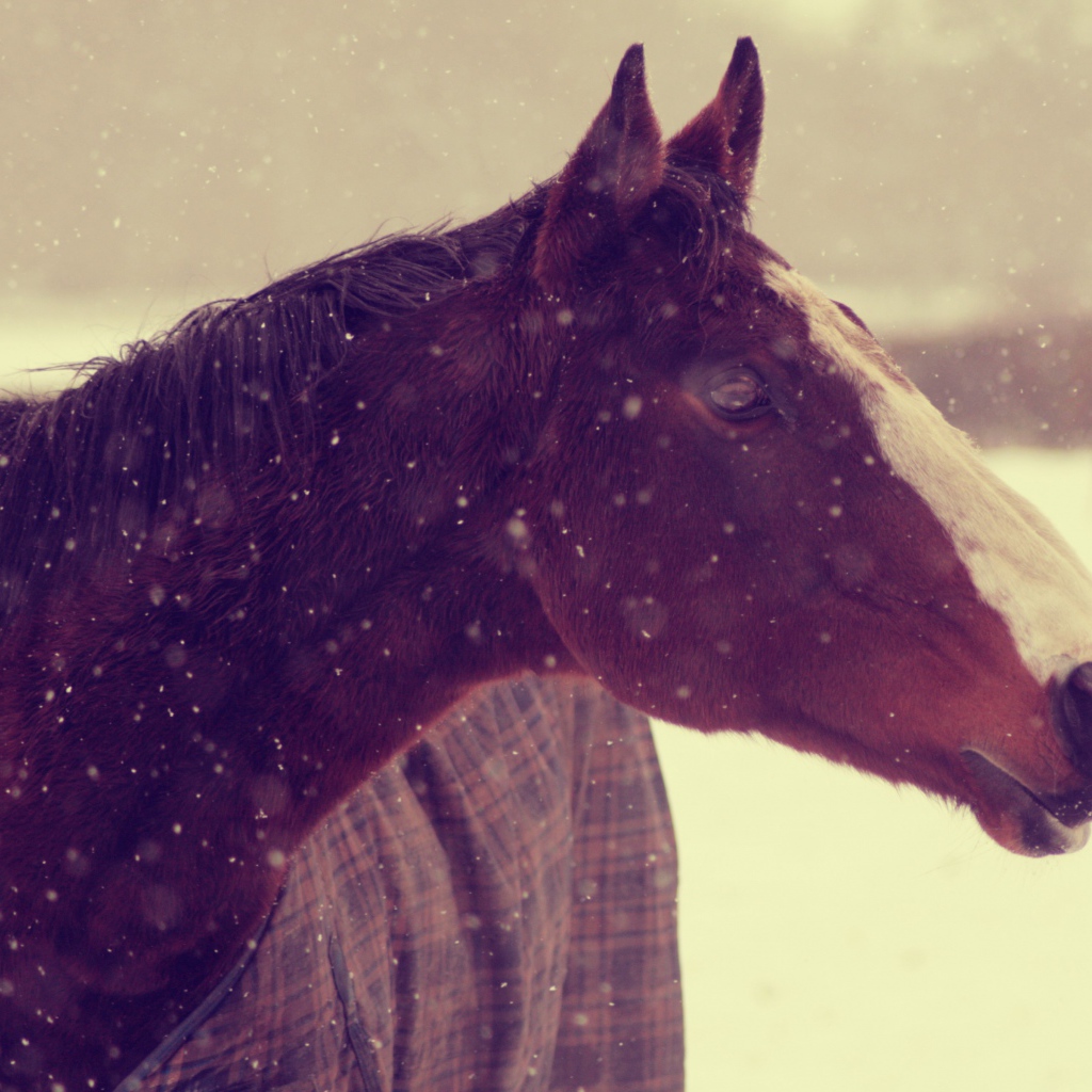 Лошадь зимой