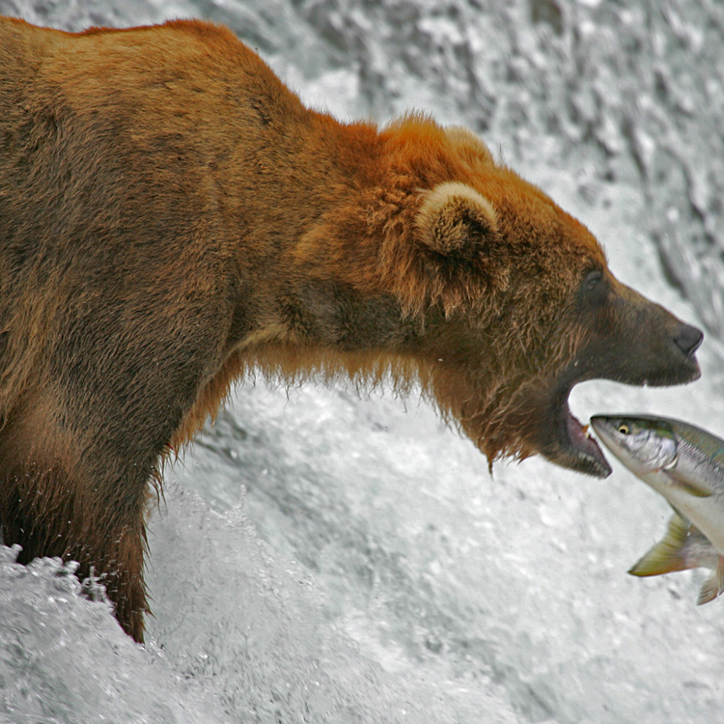 Медведь ловит рыбу лосося