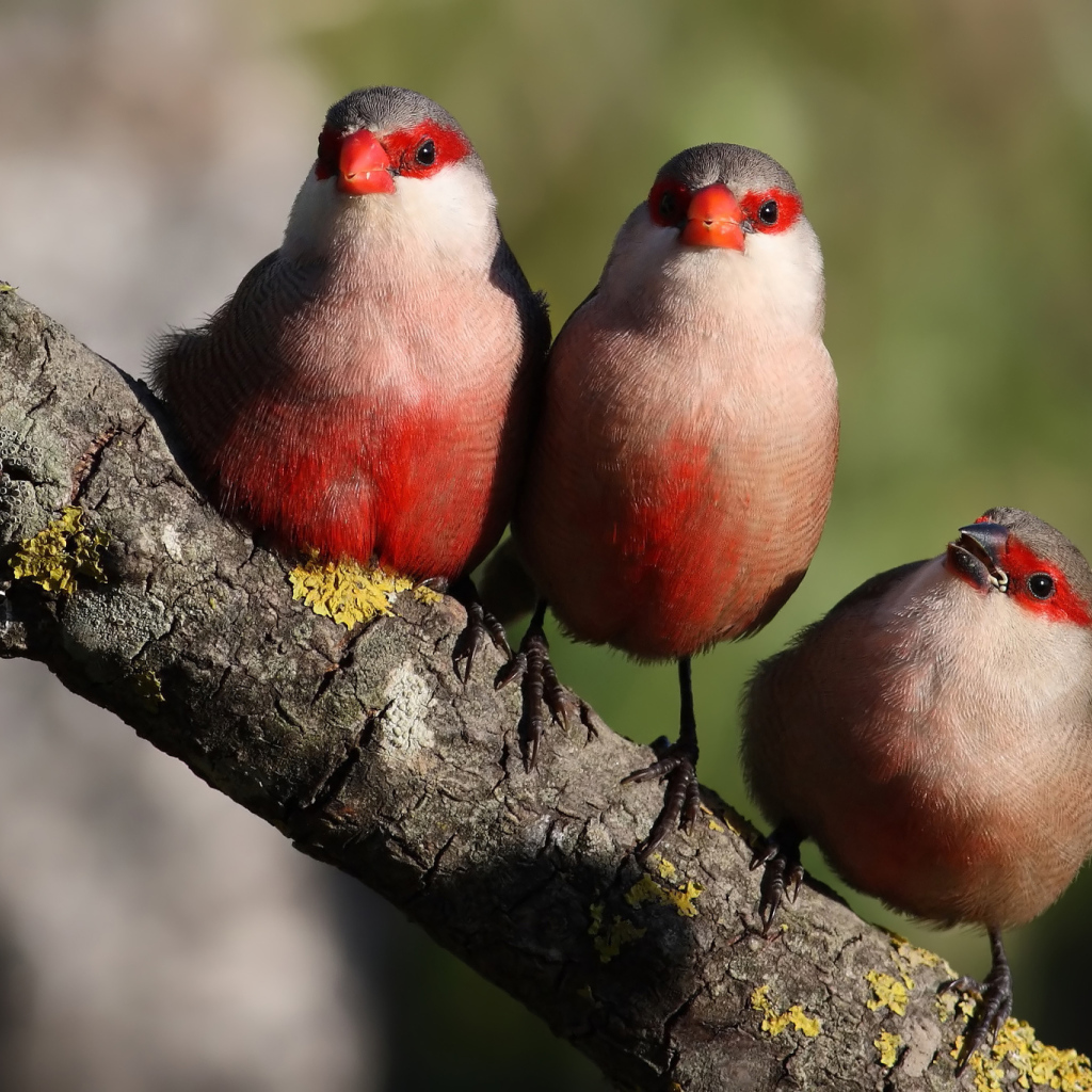 Три красногрудые птицы