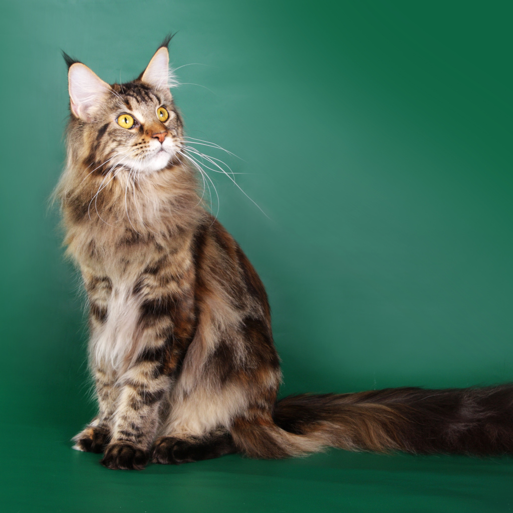 Красивый кот мейн-кун на зелёном фоне