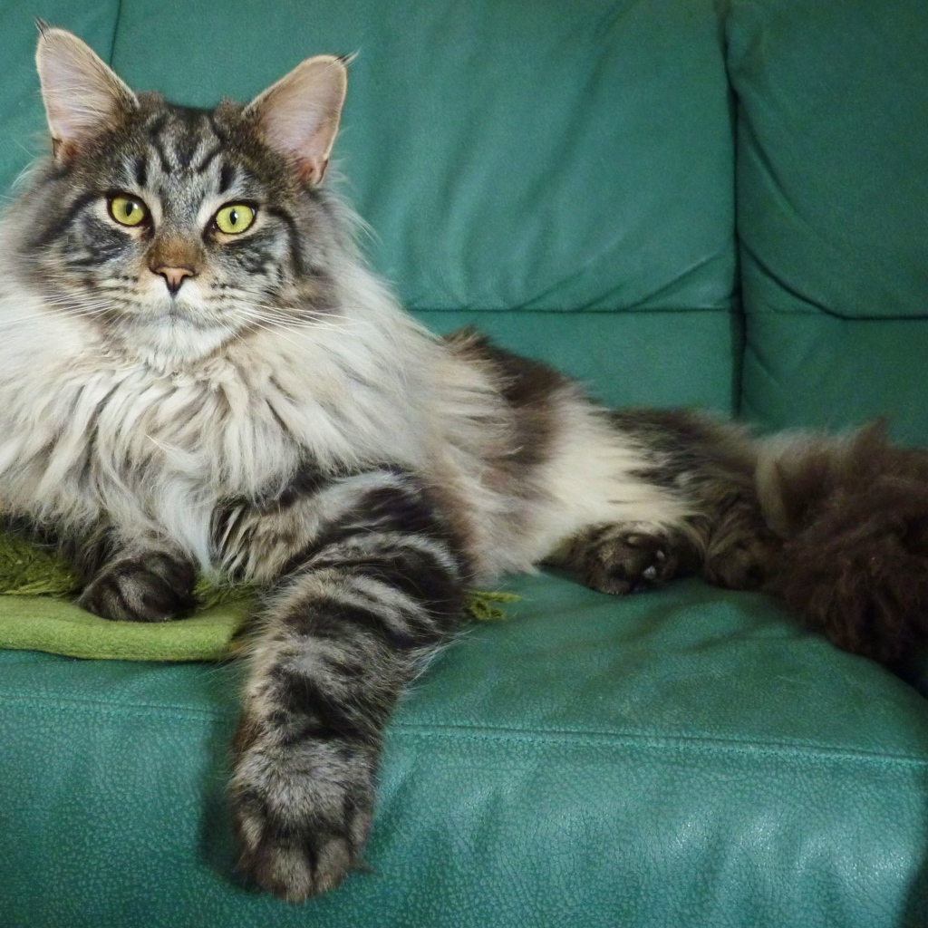 Серебристый красивый кот мейн-кун на диване