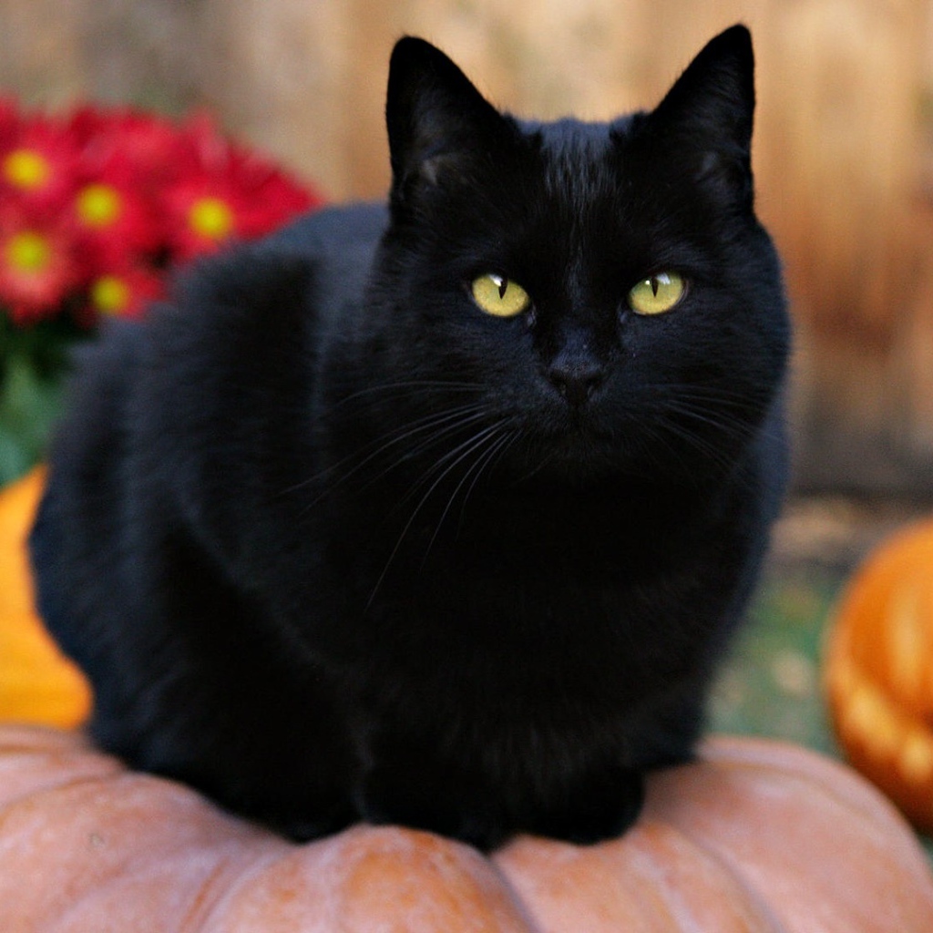 Black cat on a pumpkin
