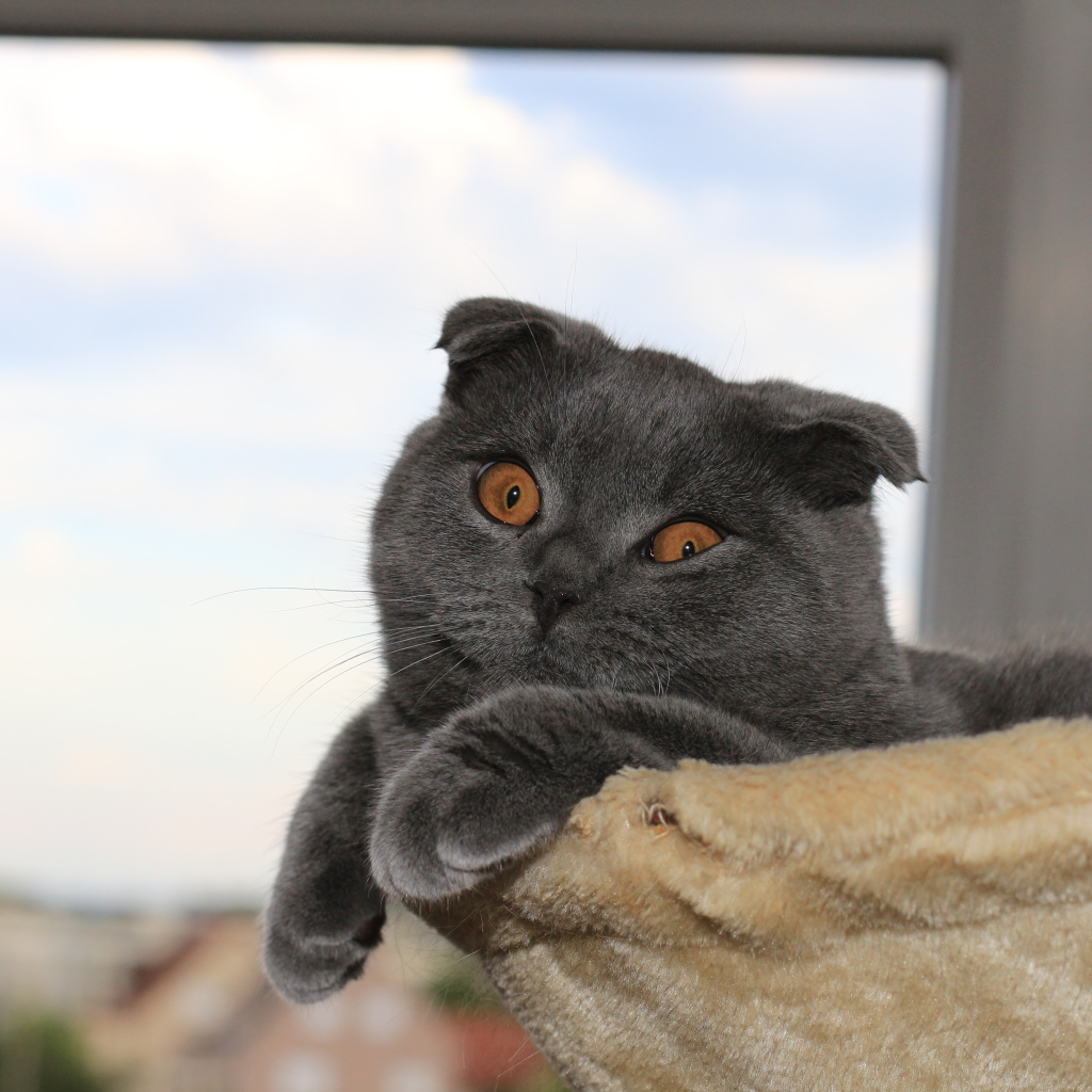 Серый шотландский вислоухий кот в своей кровати