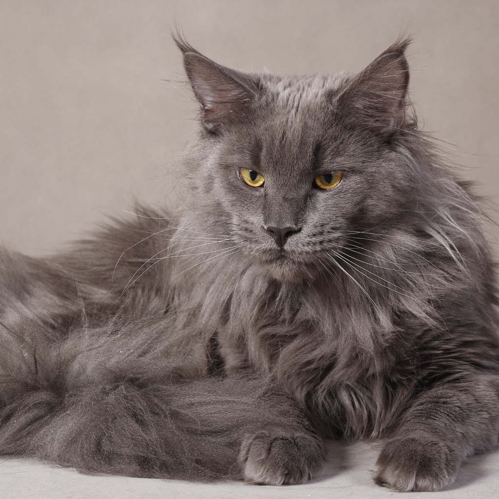 Grey serious Maine Coon cat