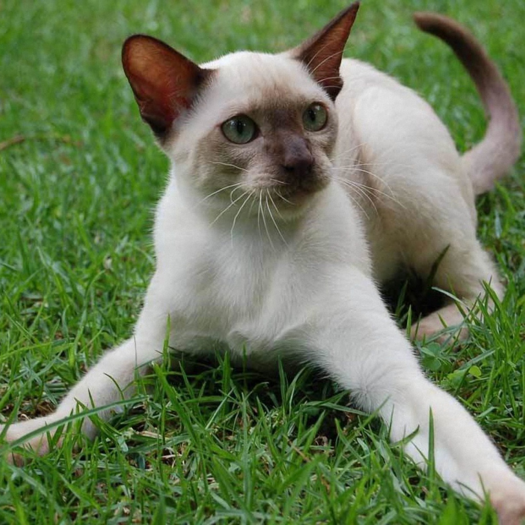 Игривый сиамский кот на траве