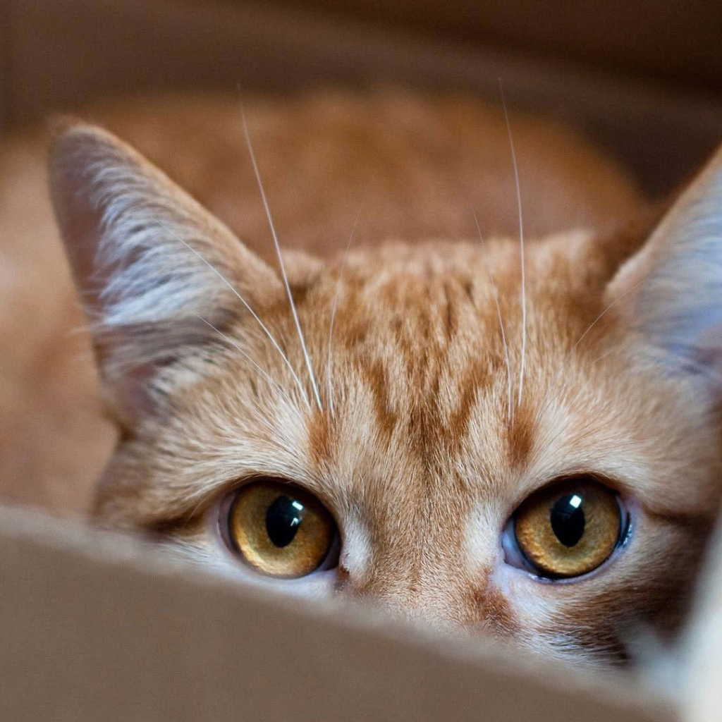 Рыжий кот прячется в коробке