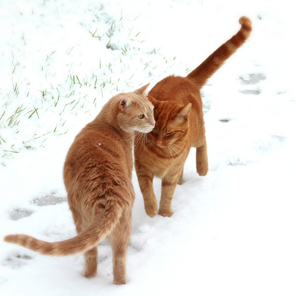 Рыжие коты гуляют по снегу