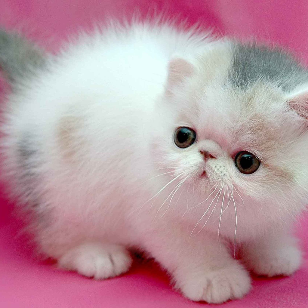 Маленький персидский кот на розовом фоне