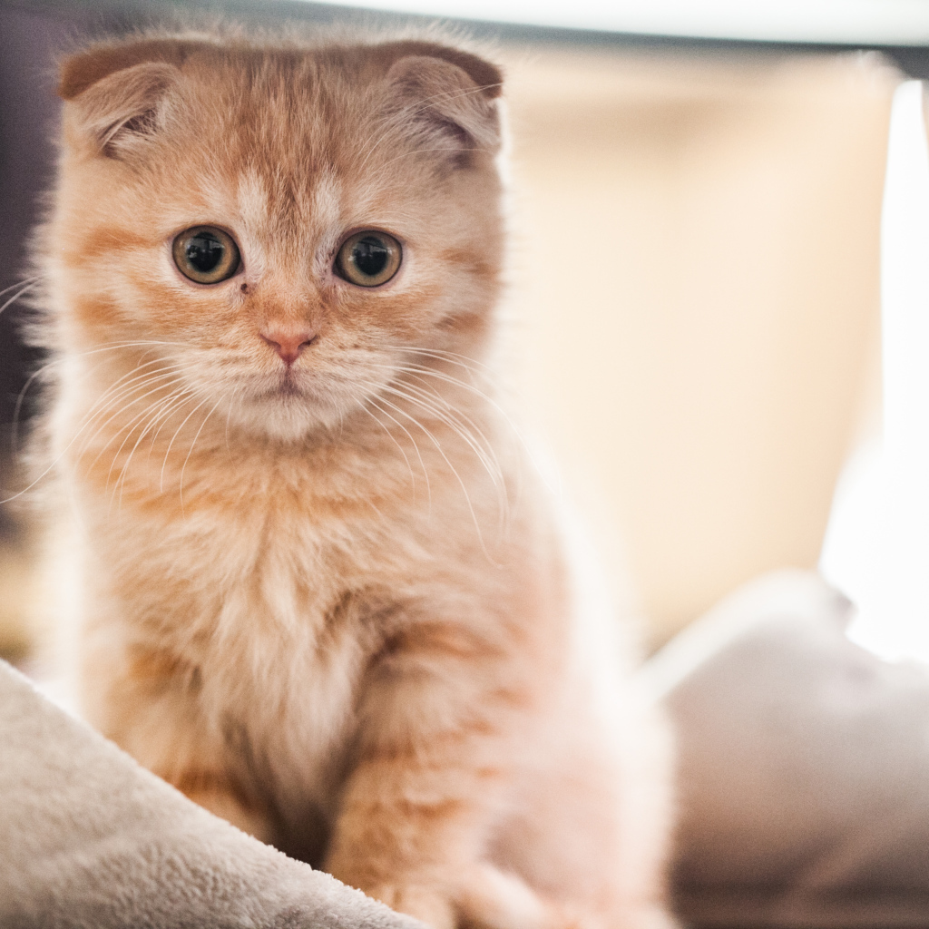 Маленький рыжий шотландский вислоухий кот на кровати