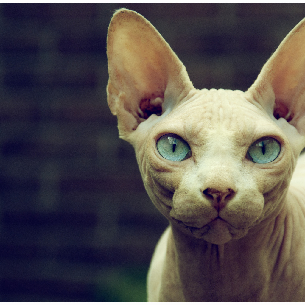 Кот сфинкс с голубыми глазами