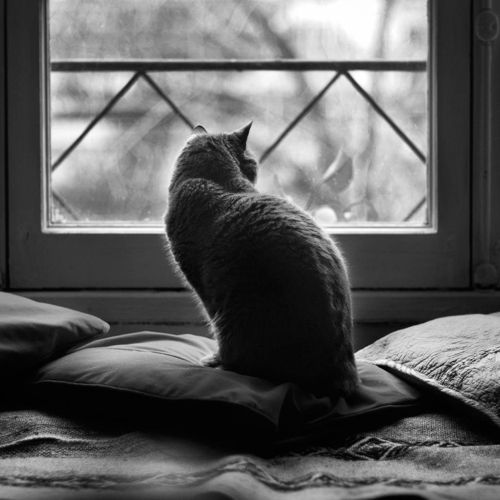 Кот в подушках, чёрно-белое фото