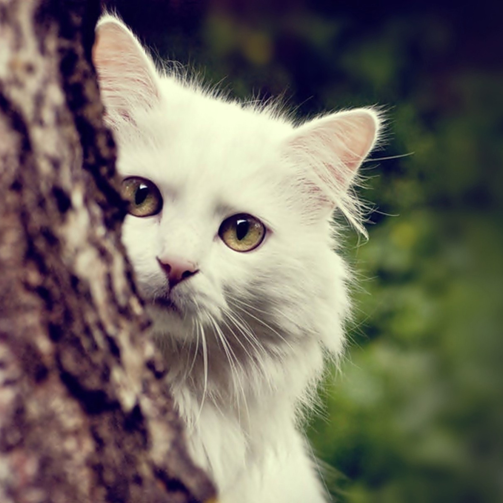 Белый кот спрятался за деревом