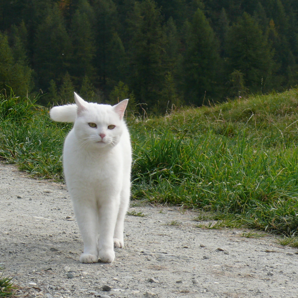  Beautiful white cat walking in the hills