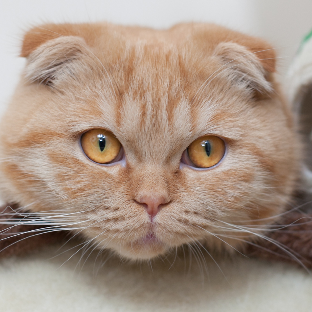 Симпатичный рыжий шотландский вислоухий кот с рыжими большими глазами