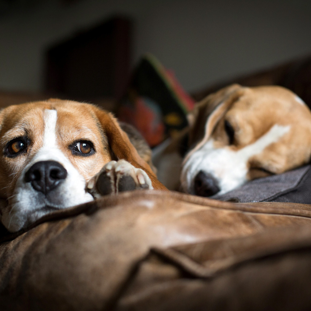 Собаки породы бигль отдыхают на коричневом диване