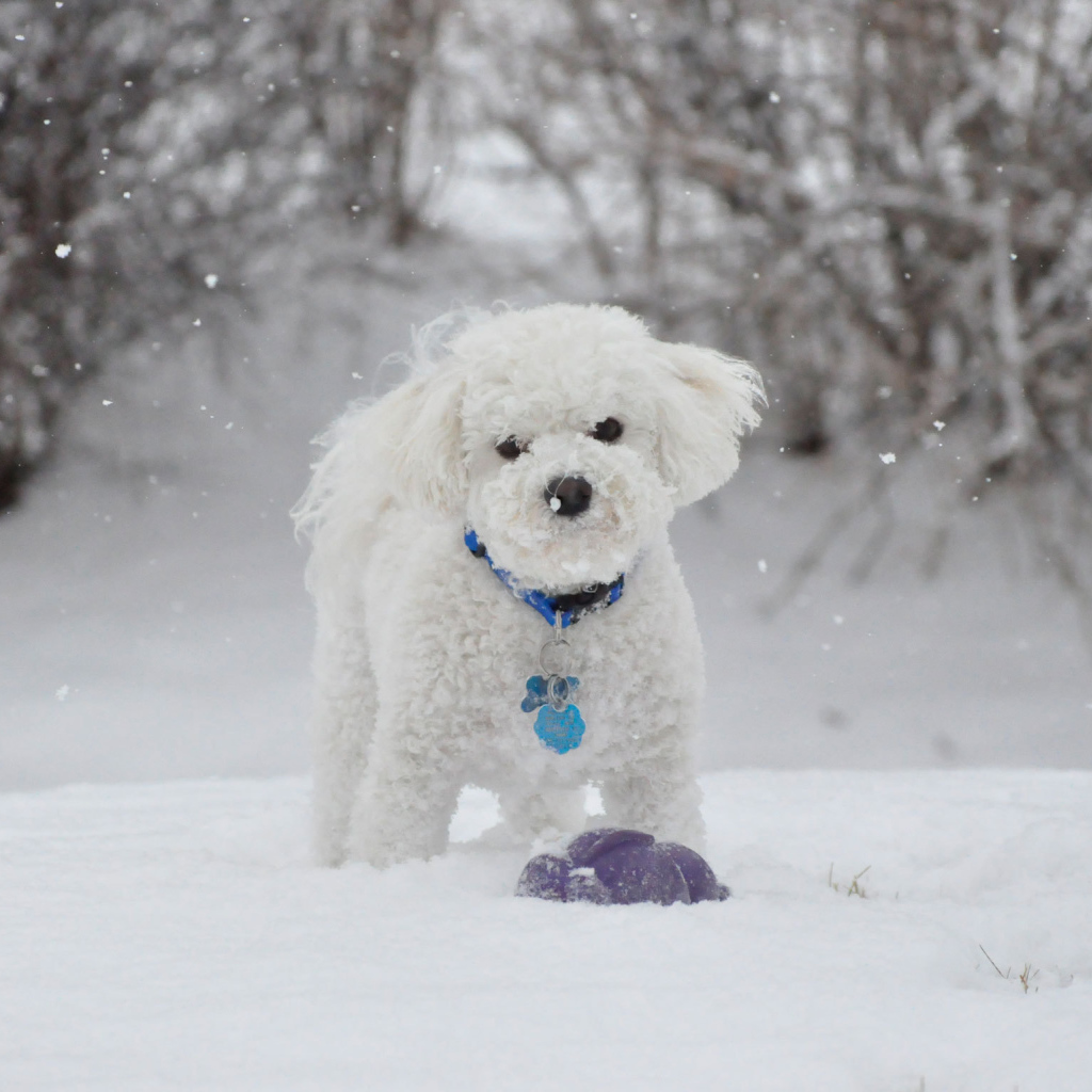 Красивая собака породы бишон-фриз зимой на прогулке