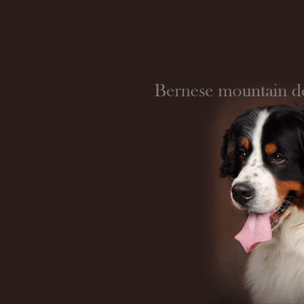 Бернская пастушья собака, красивая картинка