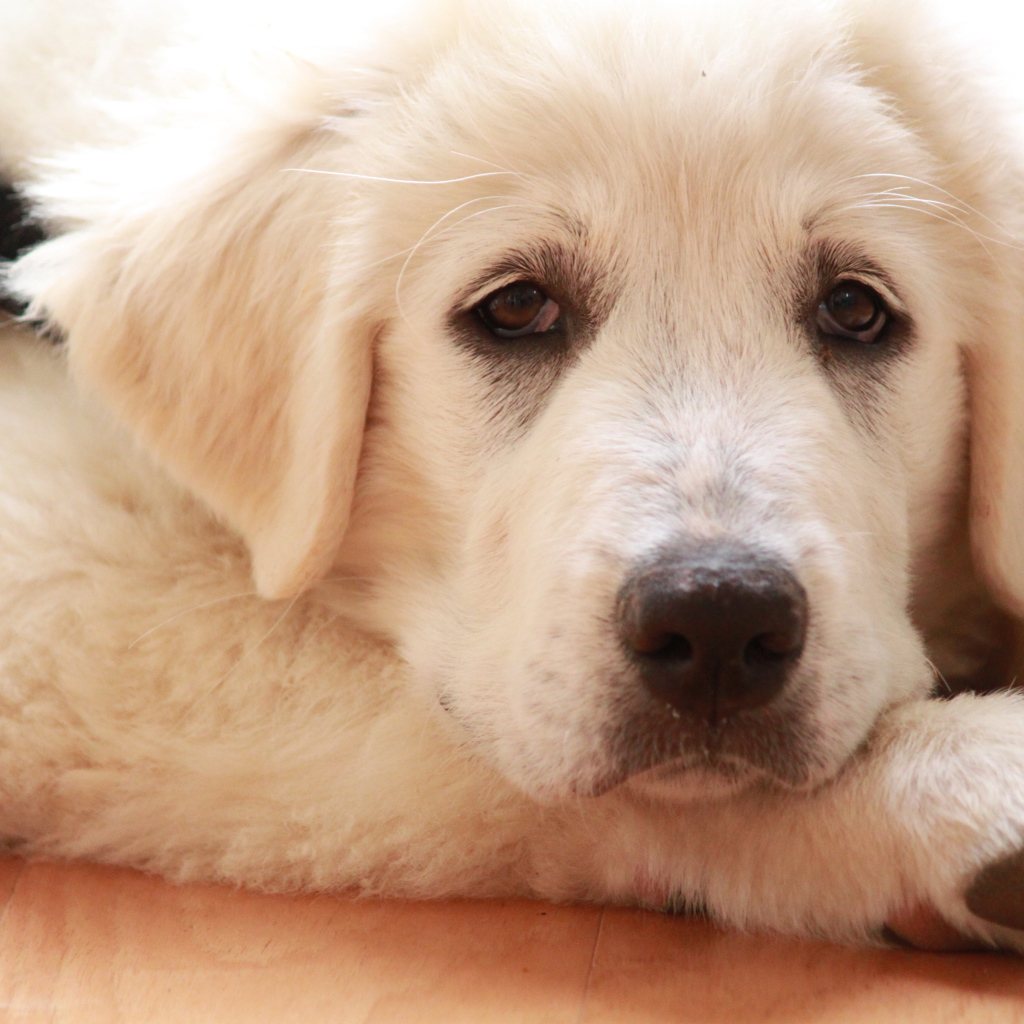 Грустная большая пиренейская собака лежит на полу