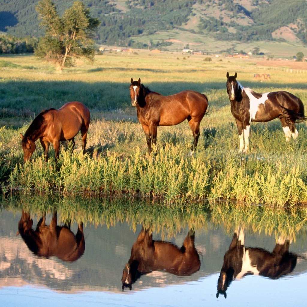 Лошади у ручья