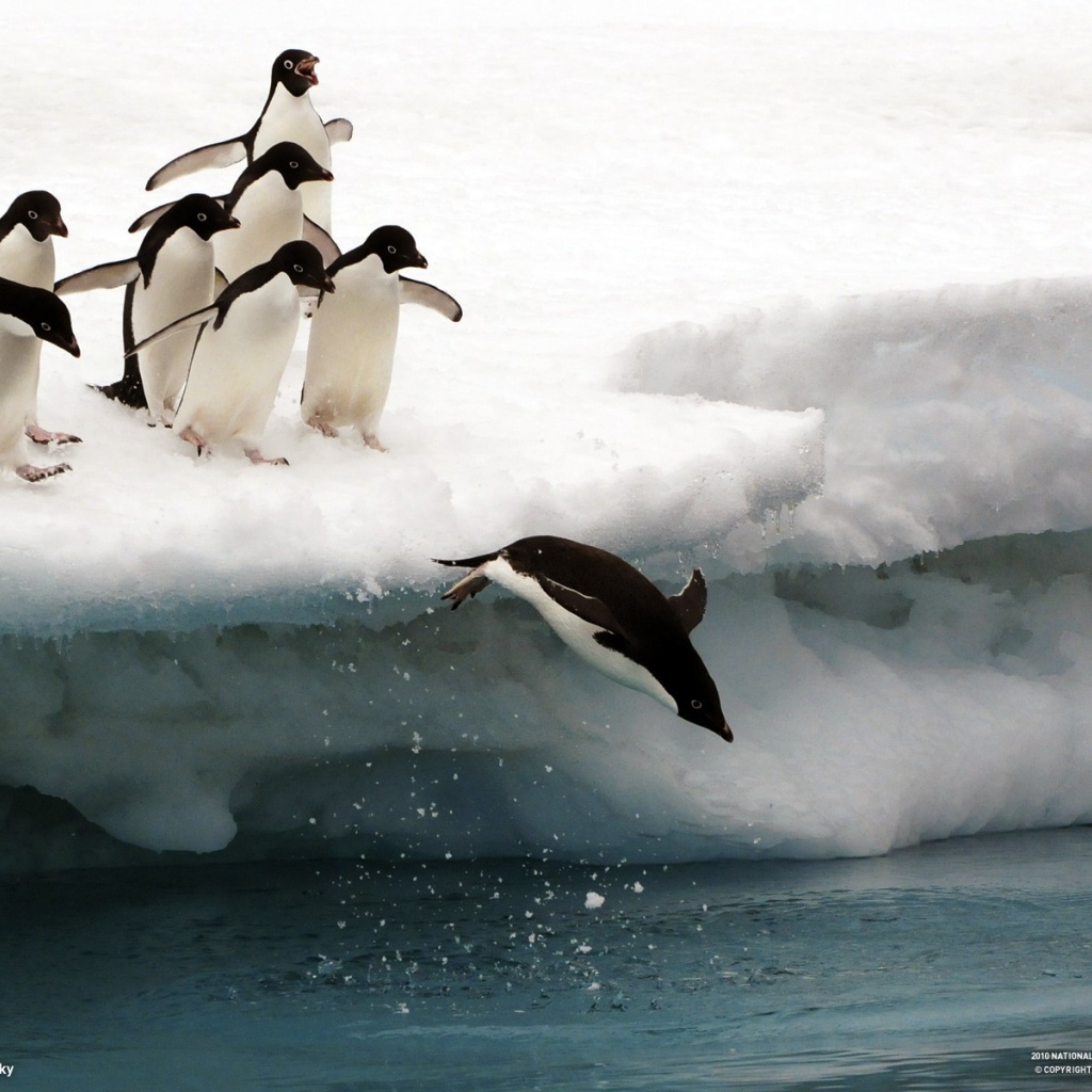 Penguins from ice floe to jump into the water