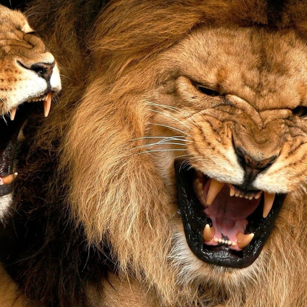 The lion and a lioness show fangs