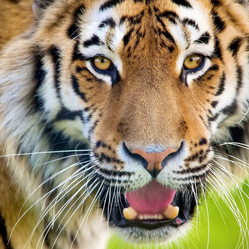Тигр рычит оскалив зубы