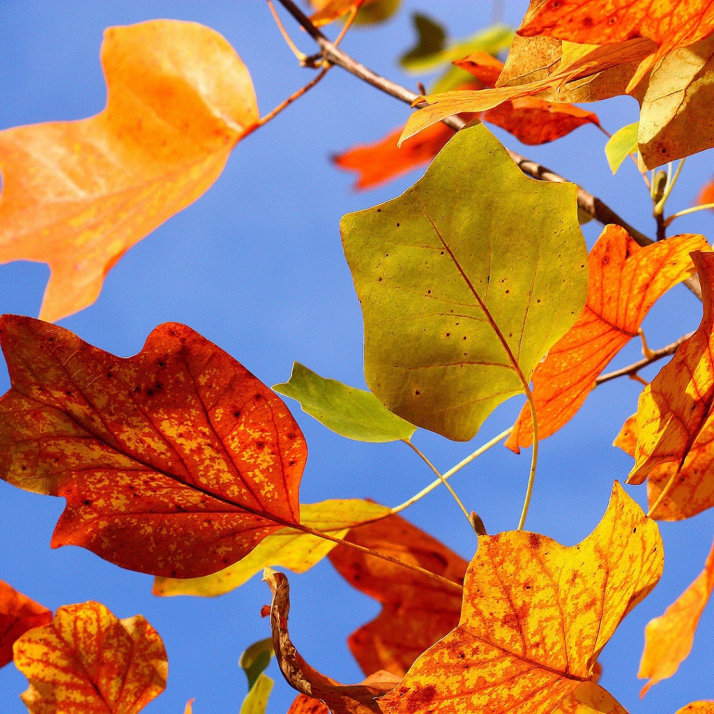 Осенние листья на ветру HD